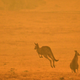 1.250 millones de animales han muerto en los incendios de Australia